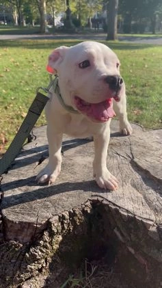 American Bully dogs for sale:  Puppy 1 - Video 6