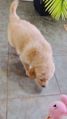 Golden Retriever dogs for sale: Miles - Video 1