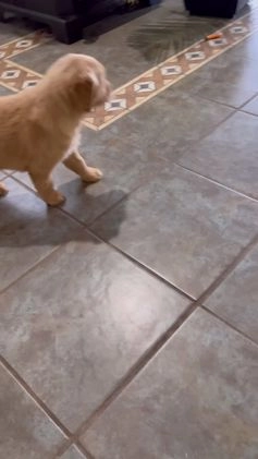 Golden Retriever dogs for sale: Shiloh - Video 1