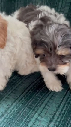 Cavapoo dogs for sale: Penny - Video 1