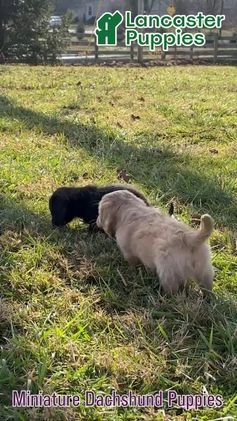 Miniature Dachshund dogs for sale: Preston - Video 1