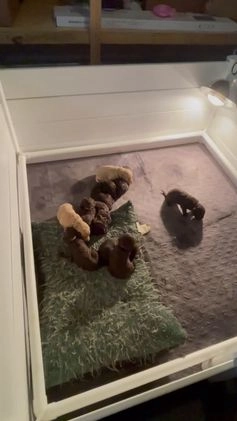 Goldendoodle dogs for sale: Mr green - Video 3