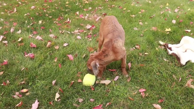 Boxer dogs for sale: Hallie - Video 10
