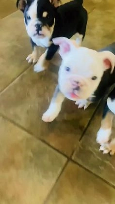 English Bulldog dogs for sale: Dali - Video 1