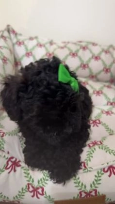 Maltipoo dogs for sale: Luna  - Video 2