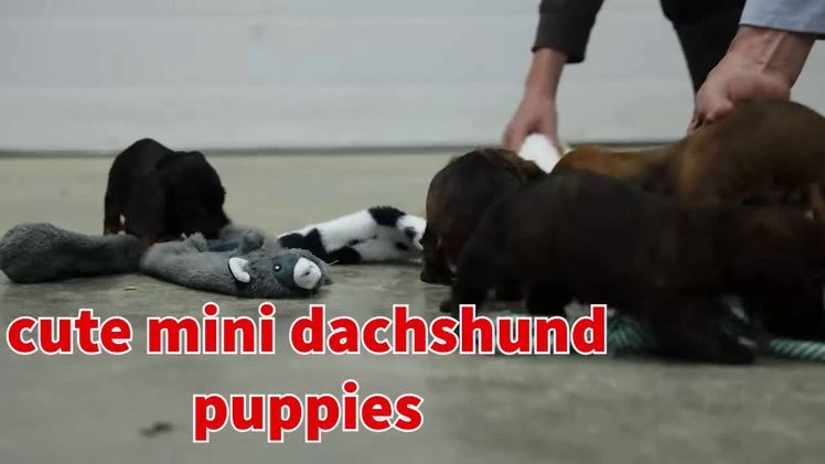 Miniature Dachshund dogs for sale: Cocoa - Video 1