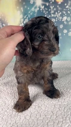 Cockapoo dogs for sale: Callie - Video 1
