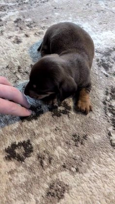 Miniature Dachshund dogs for sale: Finn - Video 1