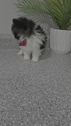 Pomeranian dogs for sale: Pomeranian Oreo - Video 2