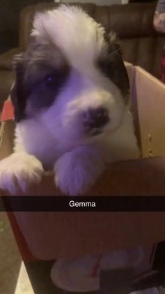 Mixed Breed dogs for sale: Sadie - Video 2