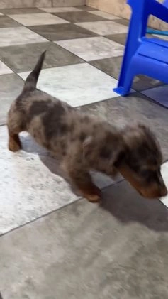 Miniature Dachshund dogs for sale: Hunter - Video 1