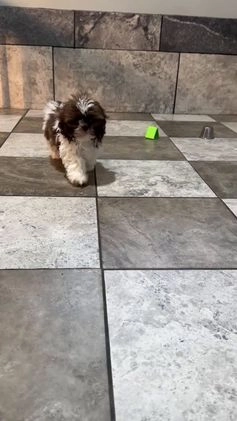 Shih Tzu dogs for sale: Dakota - Video 1