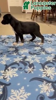 Mixed Breed dogs for sale: Maddie - Video 1