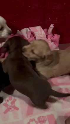 Miniature Dachshund dogs for sale: Miniature Dachshund Puppy 3 - Video 1