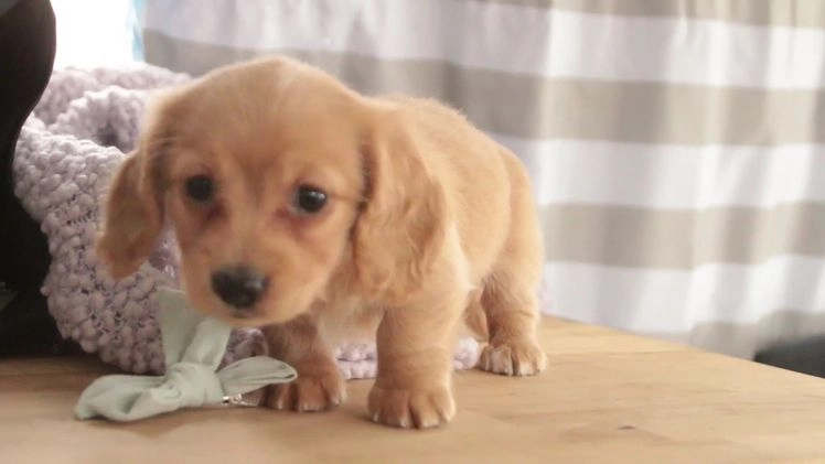 Miniature Dachshund dogs for sale: Taffy - Video 1