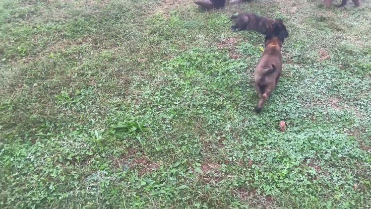 Belgian Malinois dogs for sale: Mocha ❤️alpha Akc Beauty 717-202-9120 - Video 1