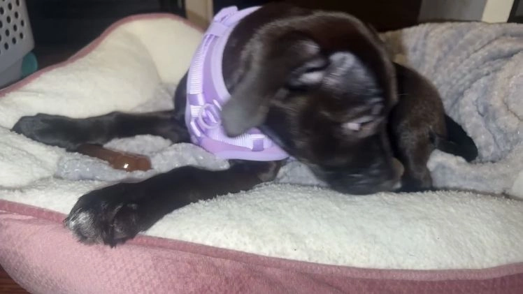 Mixed Breed dogs for sale: Mixed Breed Puppy 1 - Video 3