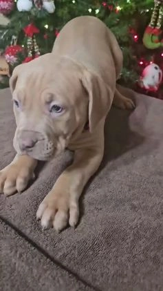 American Bully dogs for sale: Peppermint  - Video 1