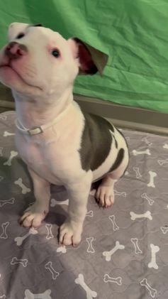 Mixed Breed dogs for sale: BullyPit (Semaj) - Video 1