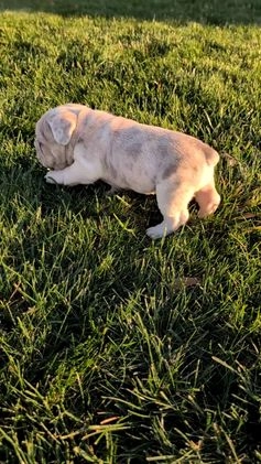 French Bulldog dogs for sale: Tiana - Video 1