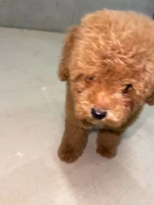 Maltipoo dogs for sale: Maltipoo Puppy 1 - Video 1