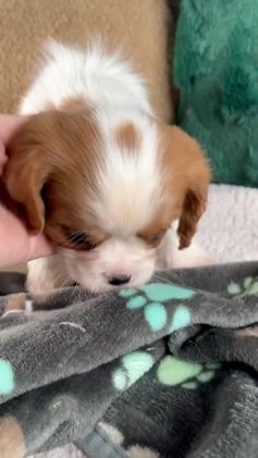 Cavalier King Charles Spaniel dogs for sale: Annie - Video 1