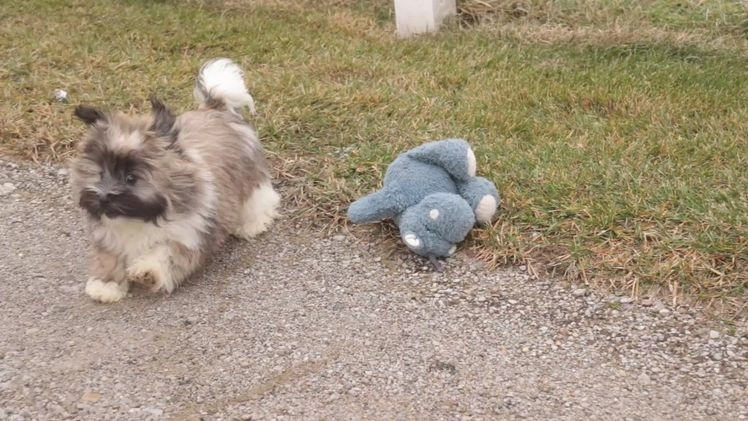 Havanese dogs for sale: Hoosier - Video 1