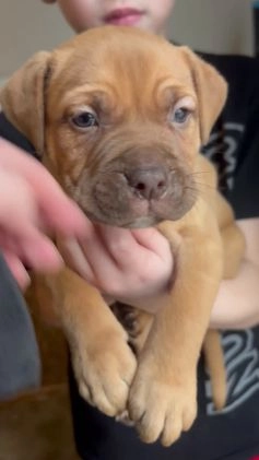 Mixed Breed dogs for sale: Woody - Video 1