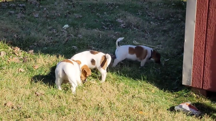 Jack Russell Terrier dogs for sale: Snickers - Video 1