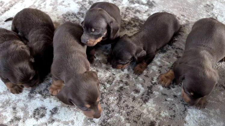 Miniature Dachshund dogs for sale: Iris - Video 3