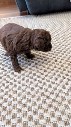 Miniature Poodle dogs for sale: Mason - Video 1