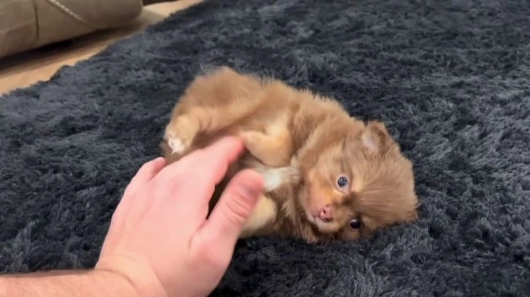 Pomeranian dogs for sale: Sparky - Video 1