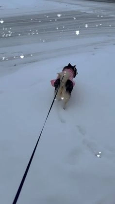 Mixed Breed dogs for sale: Twinkle  - Video 1