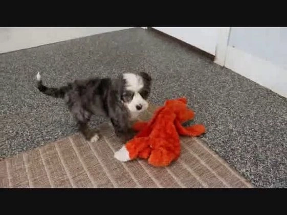 Mini Bernedoodle dogs for sale: Rudolph - Video 3