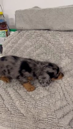 Miniature Dachshund dogs for sale: Raven  - Video 1