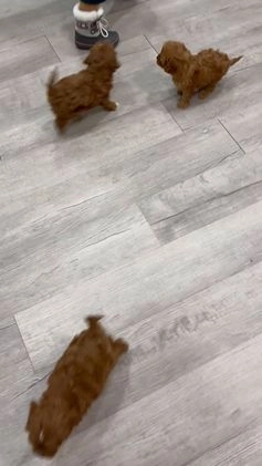 Cavapoo dogs for sale: Candy - Video 2