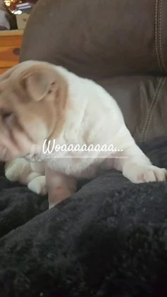 Shar Pei dogs for sale: Dottie - Video 1