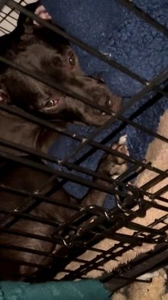 Mixed Breed dogs for sale: Mixed Breed Puppy 9 - Video 3