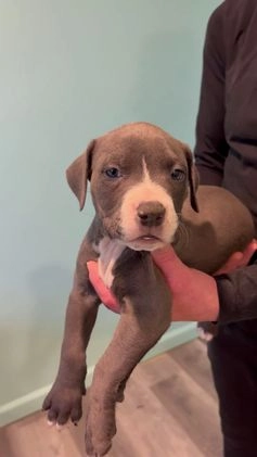 American Bully dogs for sale: American Bully Puppy 6 - Video 1