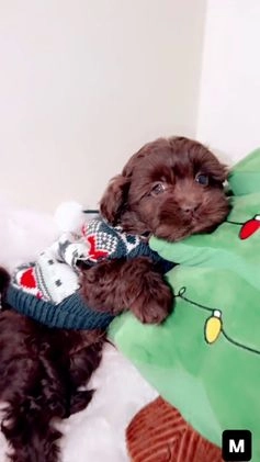 Shihpoo dogs for sale: Dash - Video 1