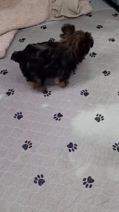 Yorkshire Terrier dogs for sale: Ash teacup male - Video 1