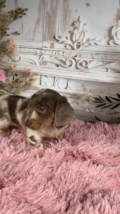 Miniature Dachshund dogs for sale: Rolex - Video 1