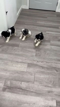 Cocker Spaniel dogs for sale: Jarvis - Video 1