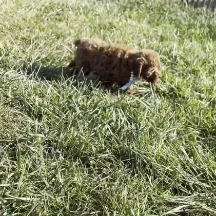 Toy Poodle dogs for sale: Sunshine - Video 1