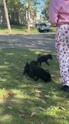 Mixed Breed dogs for sale: Sole - Video 1