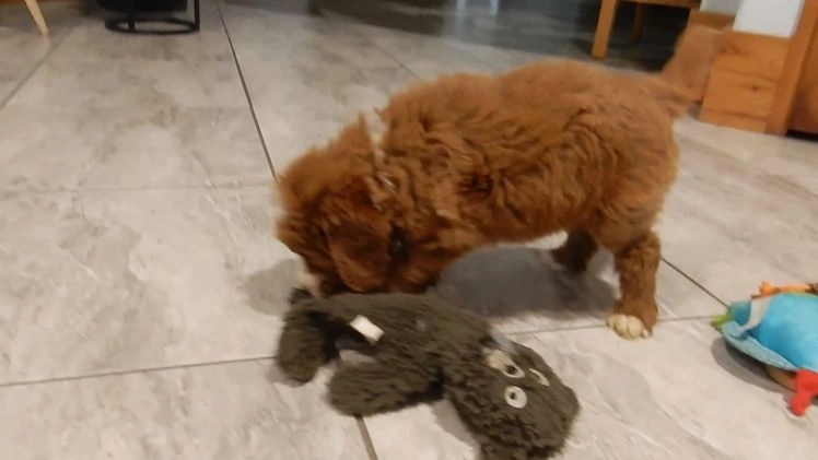 Mini Goldendoodle dogs for sale: Rusty - Video 2