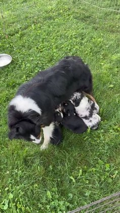 Australian Shepherd dogs for sale: Toothless - Video 1
