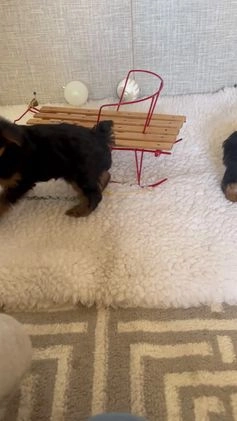 Yorkshire Terrier dogs for sale: Randy - Video 1