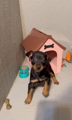 Miniature Pinscher dogs for sale: Rocco - Video 1
