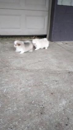 Pomeranian dogs for sale: Parker - Video 1